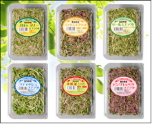 スプラウト スプラウト